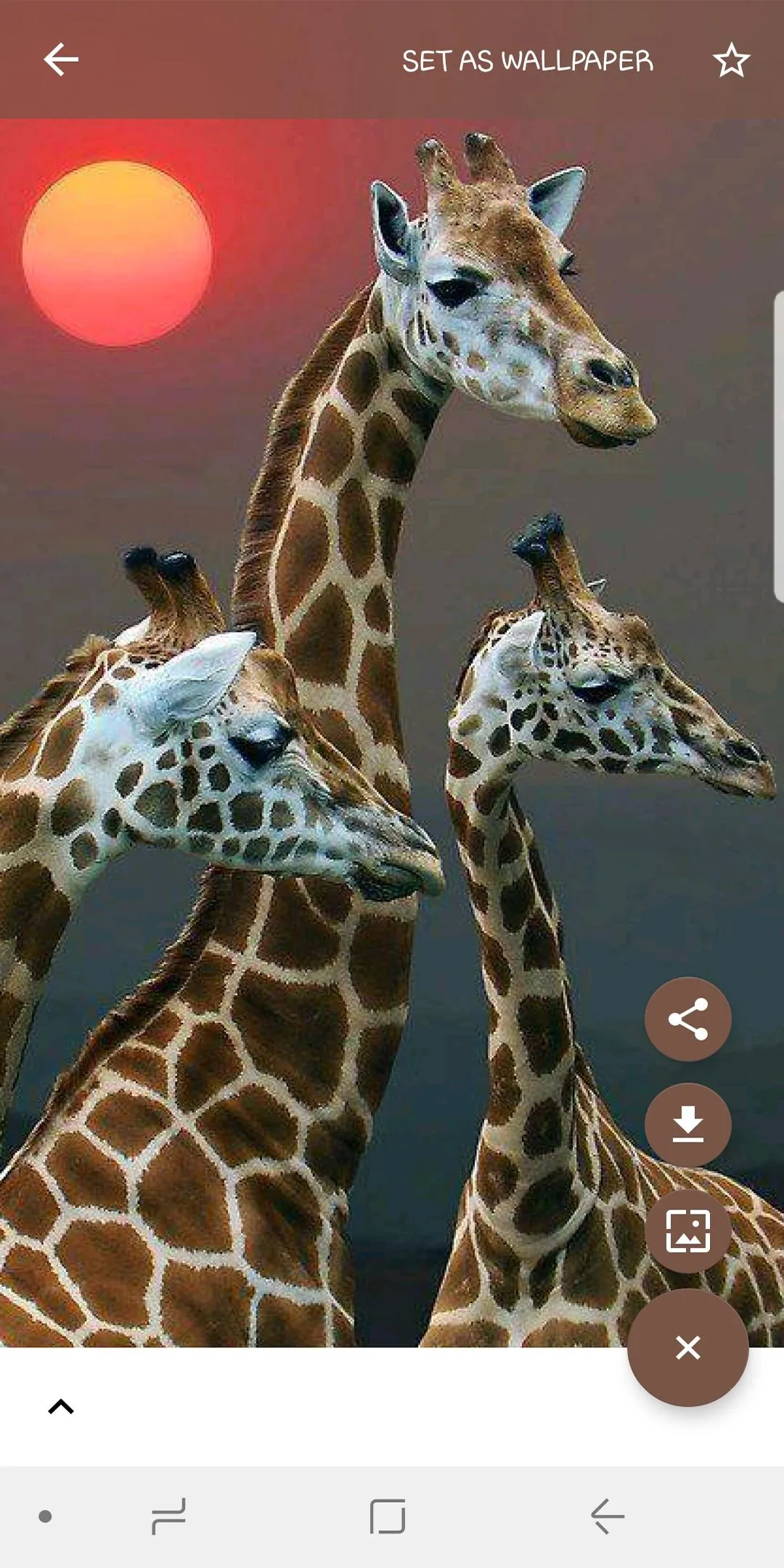 Animal Wallpapers | Indus Appstore | Screenshot