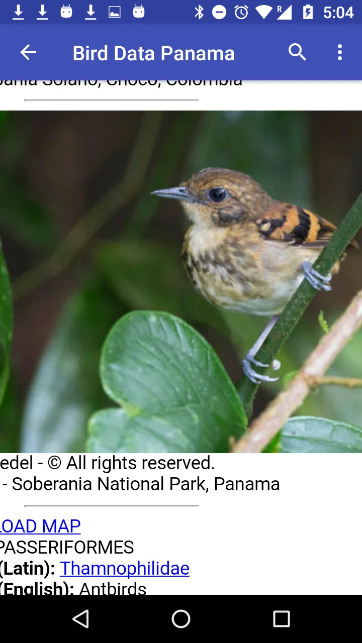 Bird Data - Panama | Indus Appstore | Screenshot