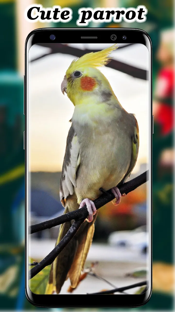 Cute Parrot Wallpaper | Indus Appstore | Screenshot