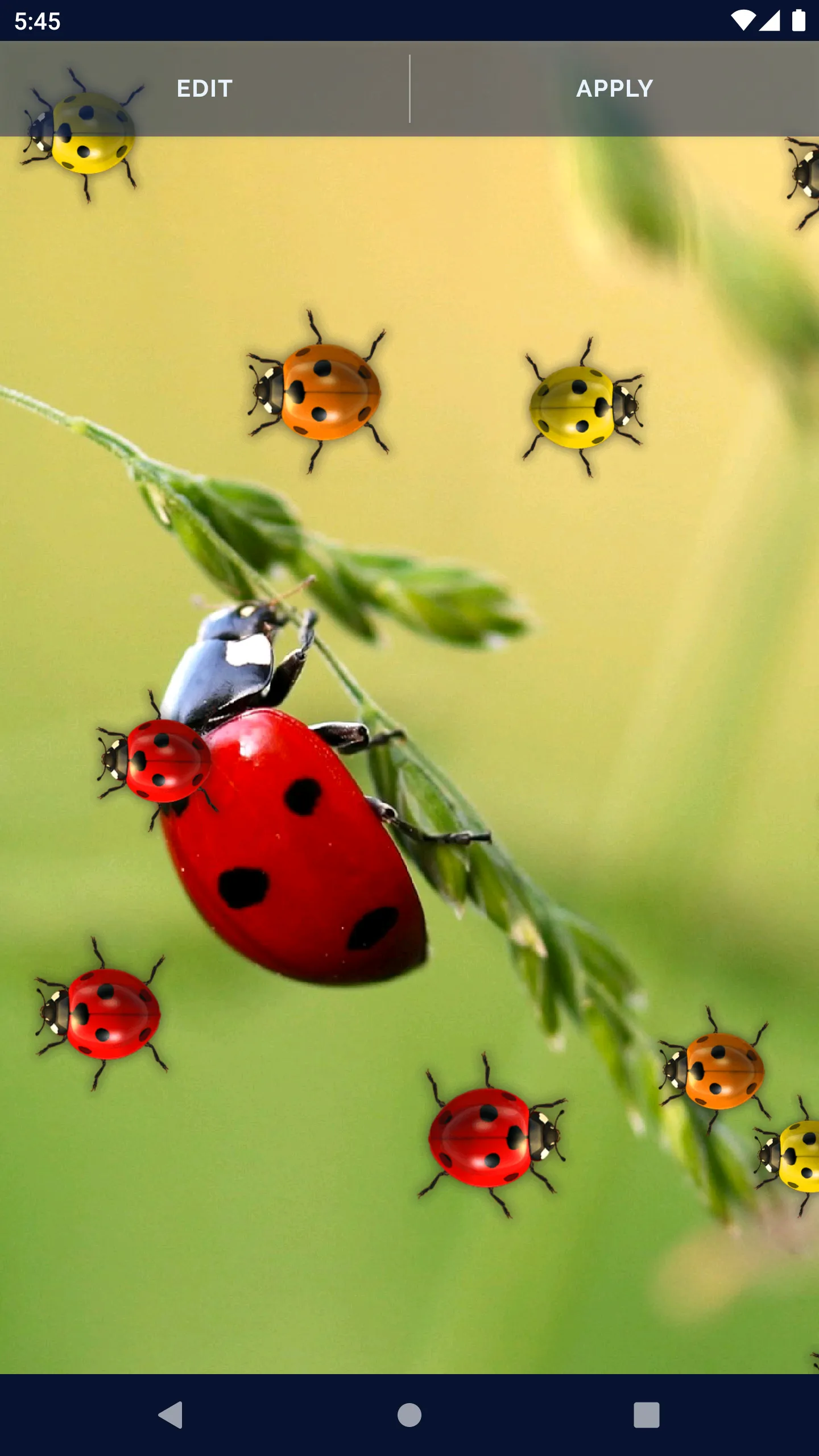 Cute Ladybug Live Wallpaper | Indus Appstore | Screenshot