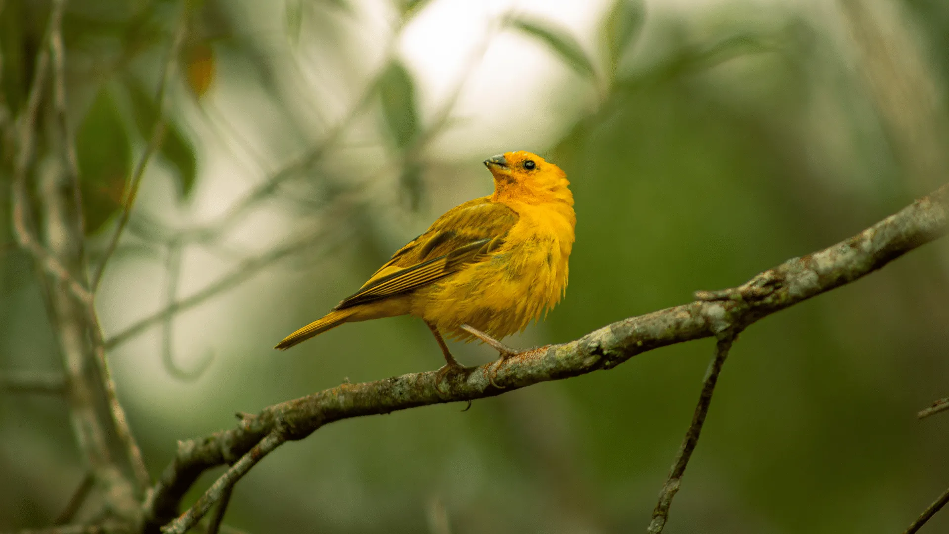 Warbler Bird Sounds | Indus Appstore | Screenshot