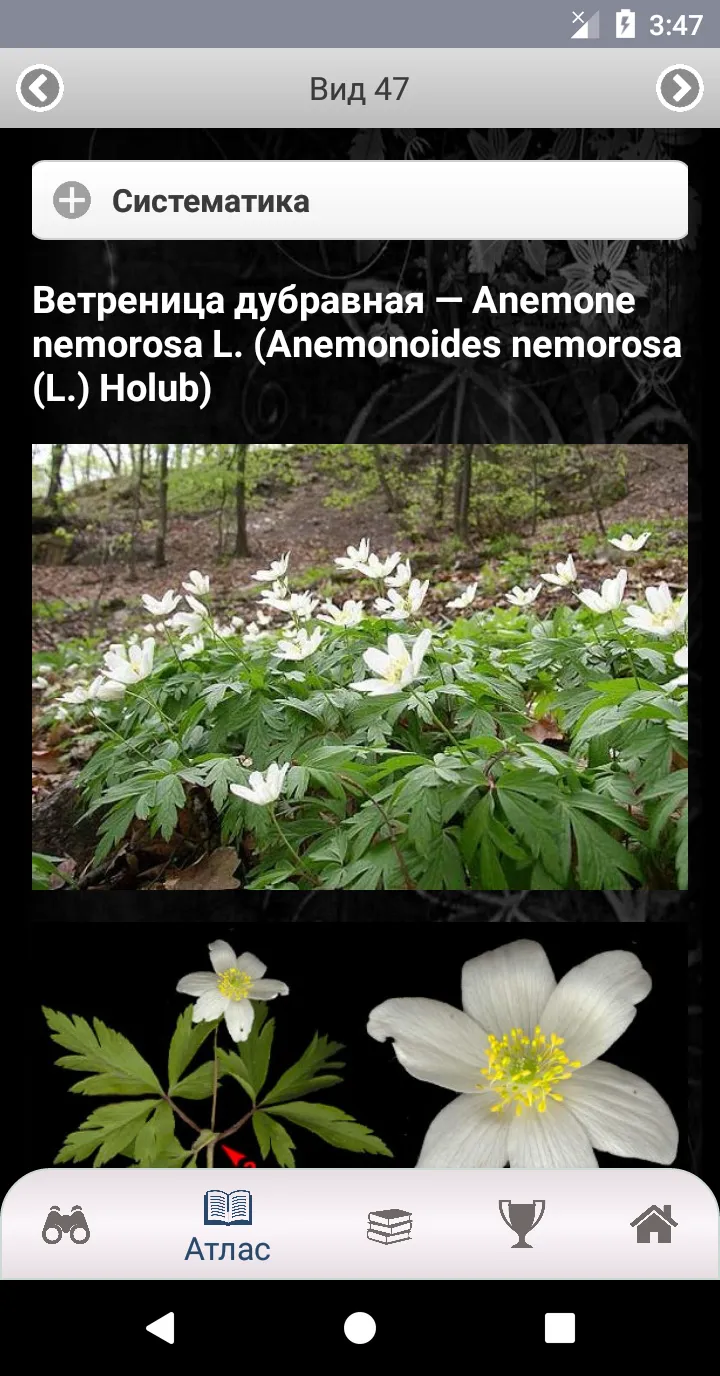 EcoGuide: Russian Wild Flowers | Indus Appstore | Screenshot