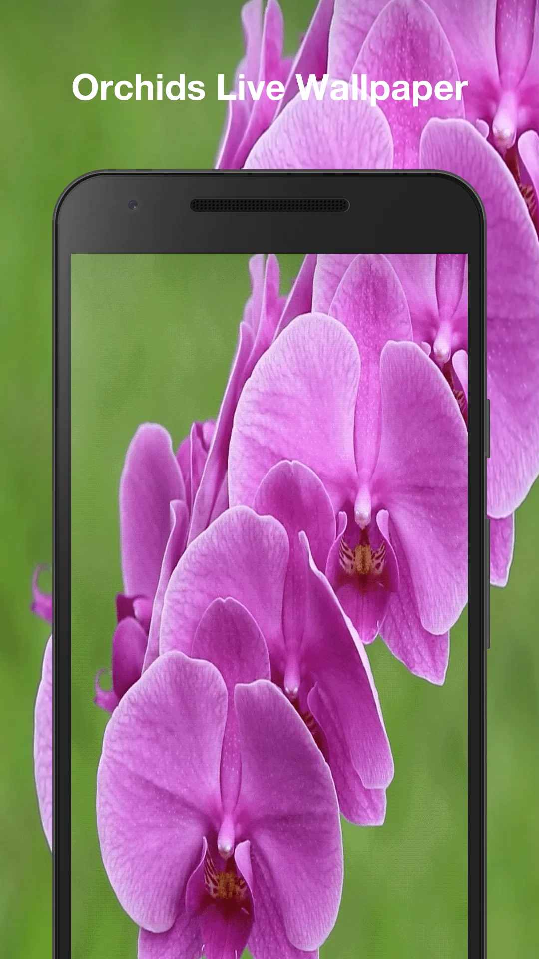 Orchids Live Wallpaper | Indus Appstore | Screenshot