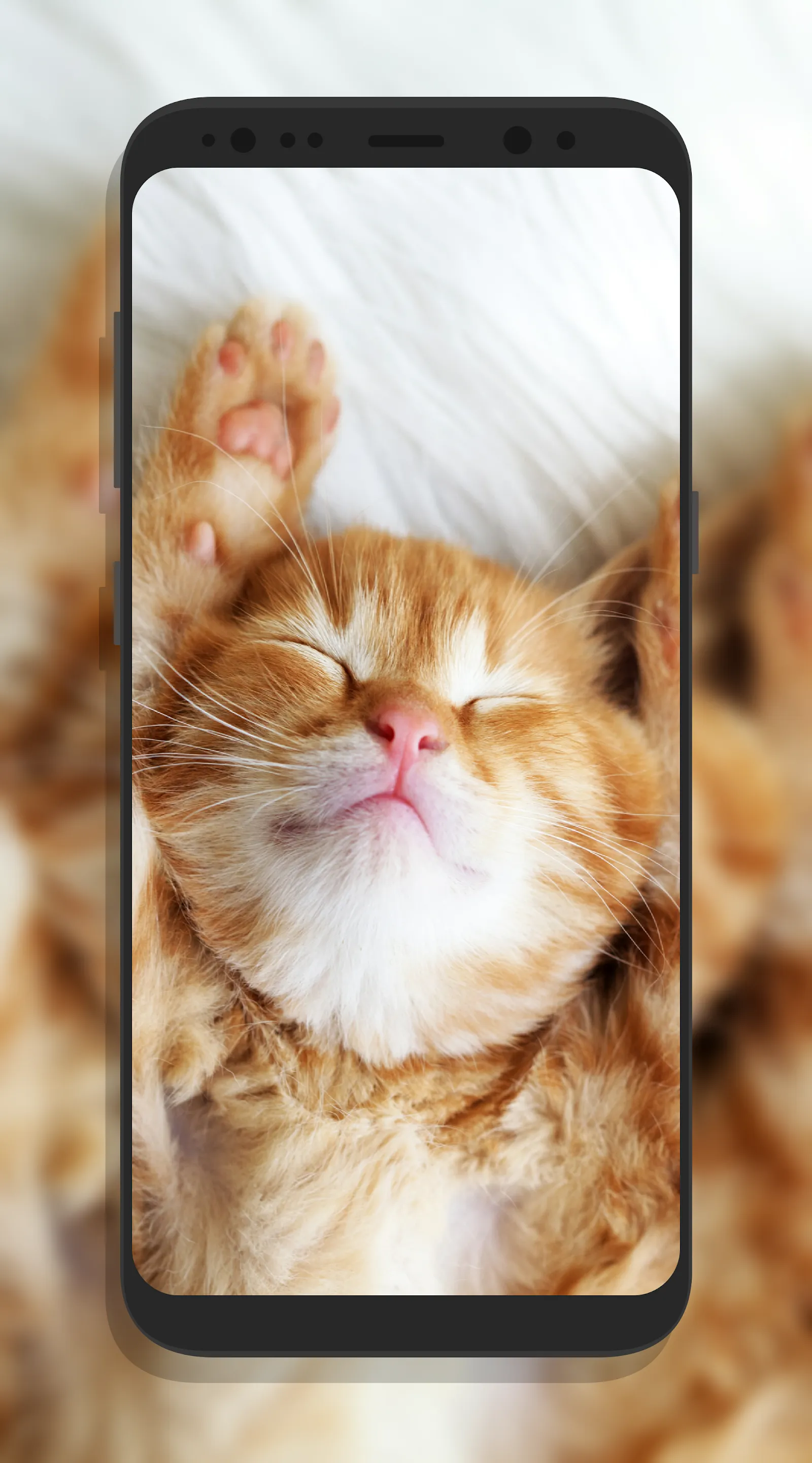 Cute Cat Wallpapers | Indus Appstore | Screenshot