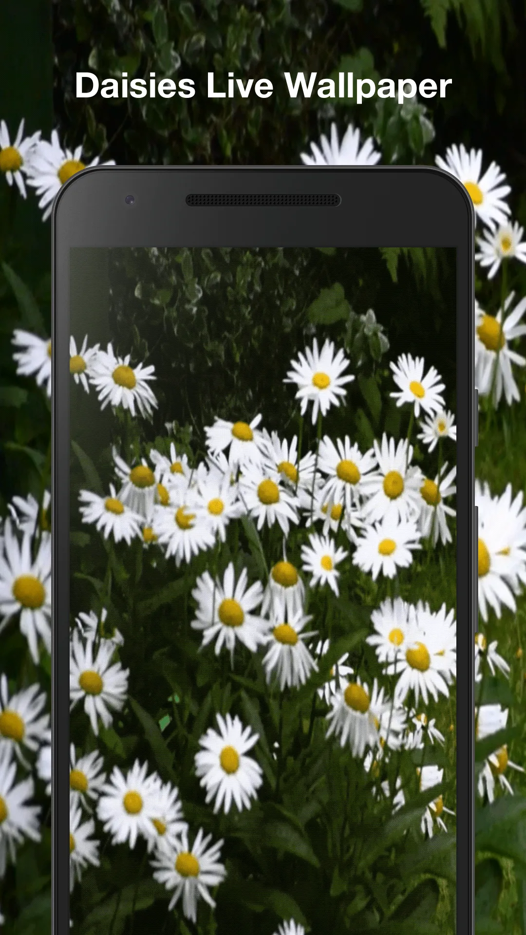 Daisies Live Wallpaper | Indus Appstore | Screenshot