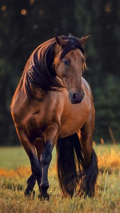 Horses Wallpapers | Indus Appstore | Screenshot