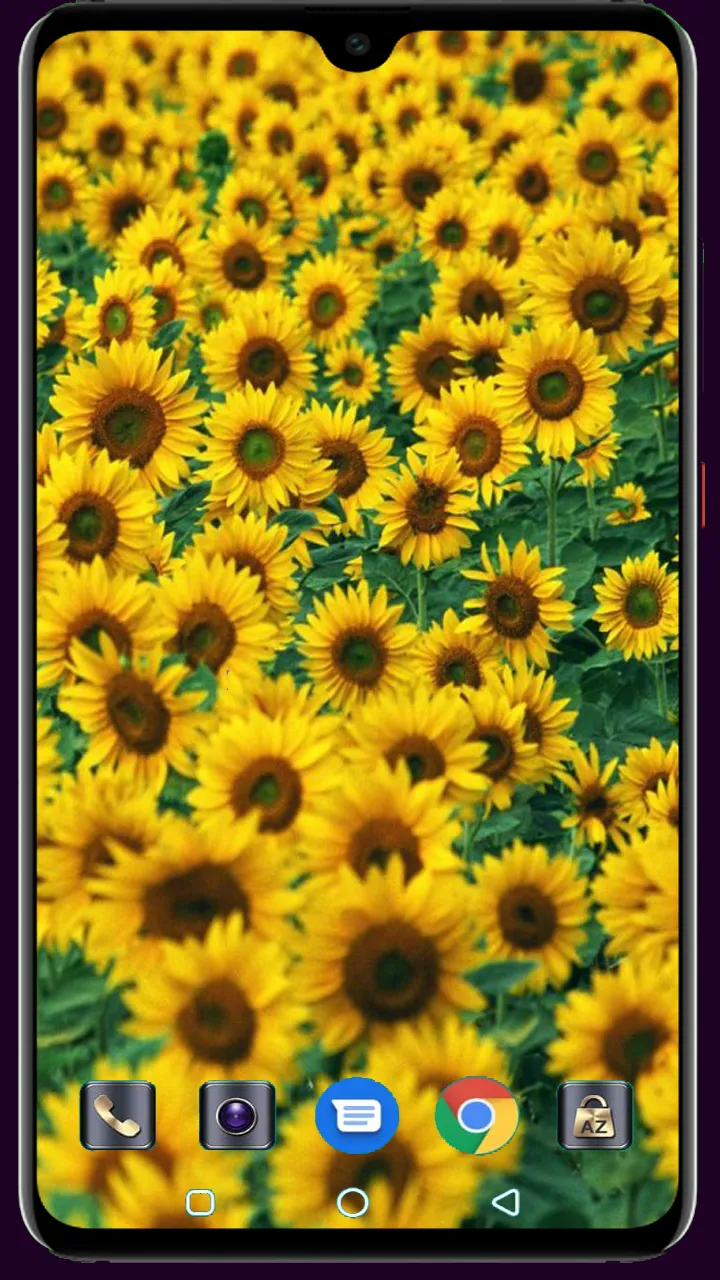 Sunflower Wallpaper | Indus Appstore | Screenshot