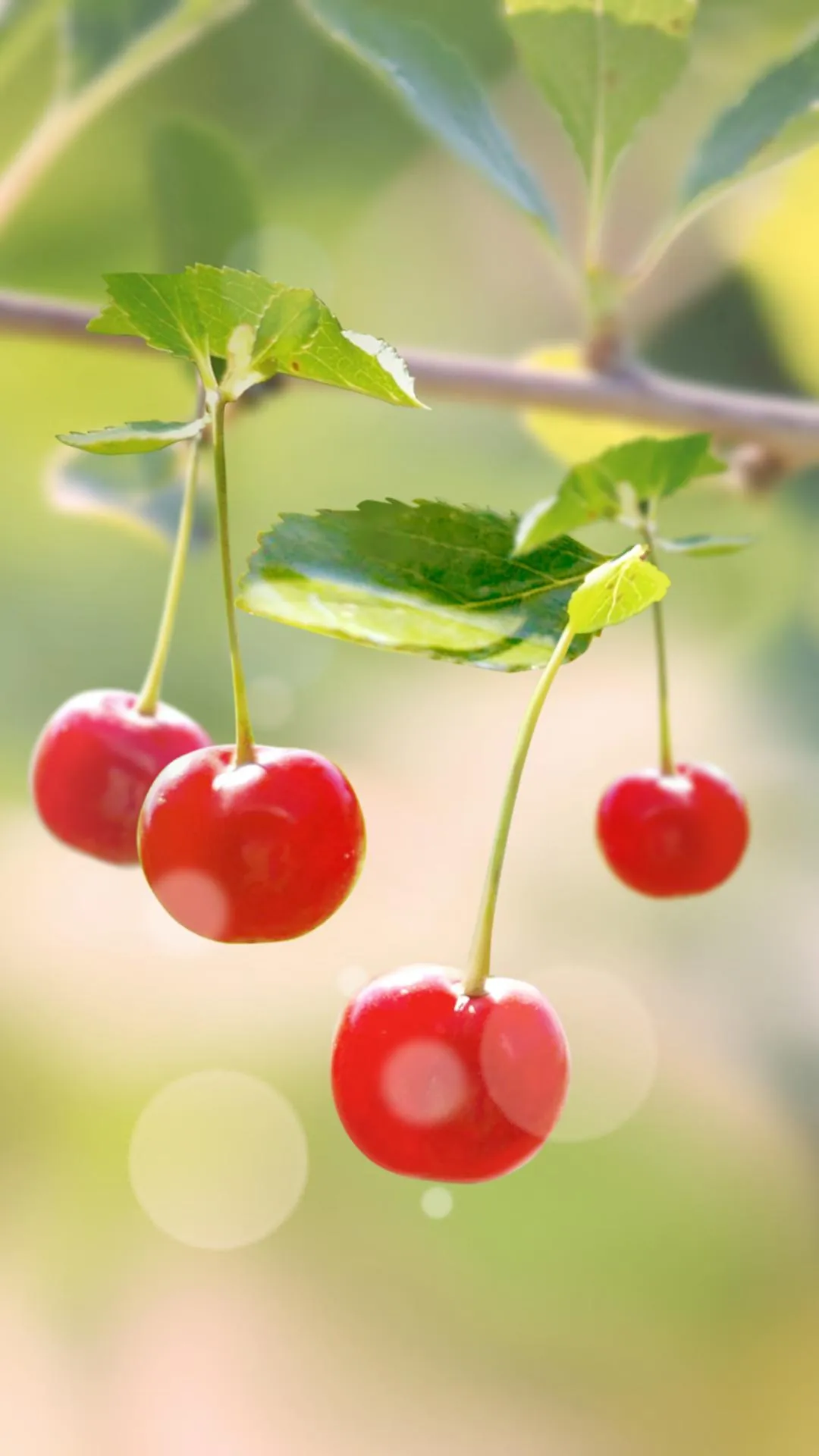 Sweet Cherry Live Wallpaper | Indus Appstore | Screenshot