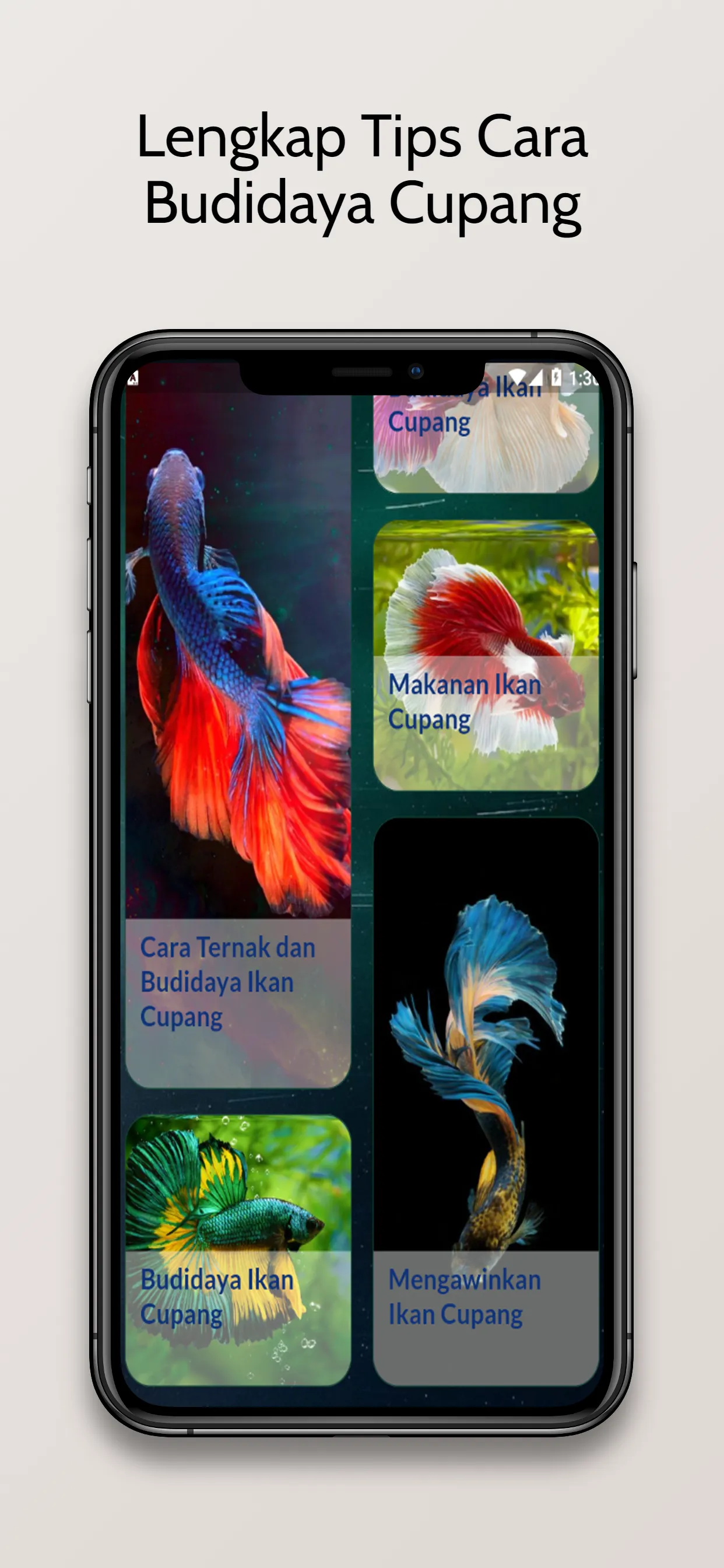 Budidaya Ikan Cupang Hias | Indus Appstore | Screenshot