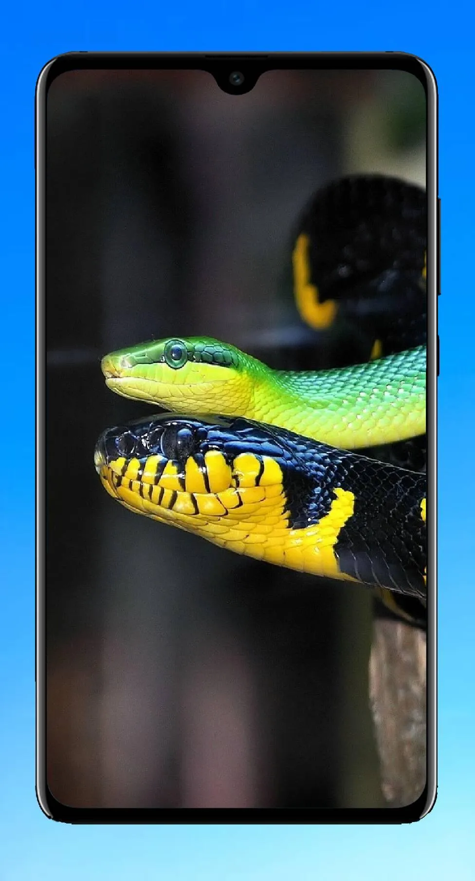 Snake Wallpaper 4K | Indus Appstore | Screenshot