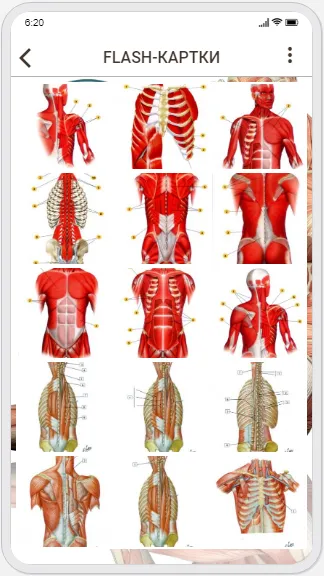 Human Anatomy. Myology | Indus Appstore | Screenshot