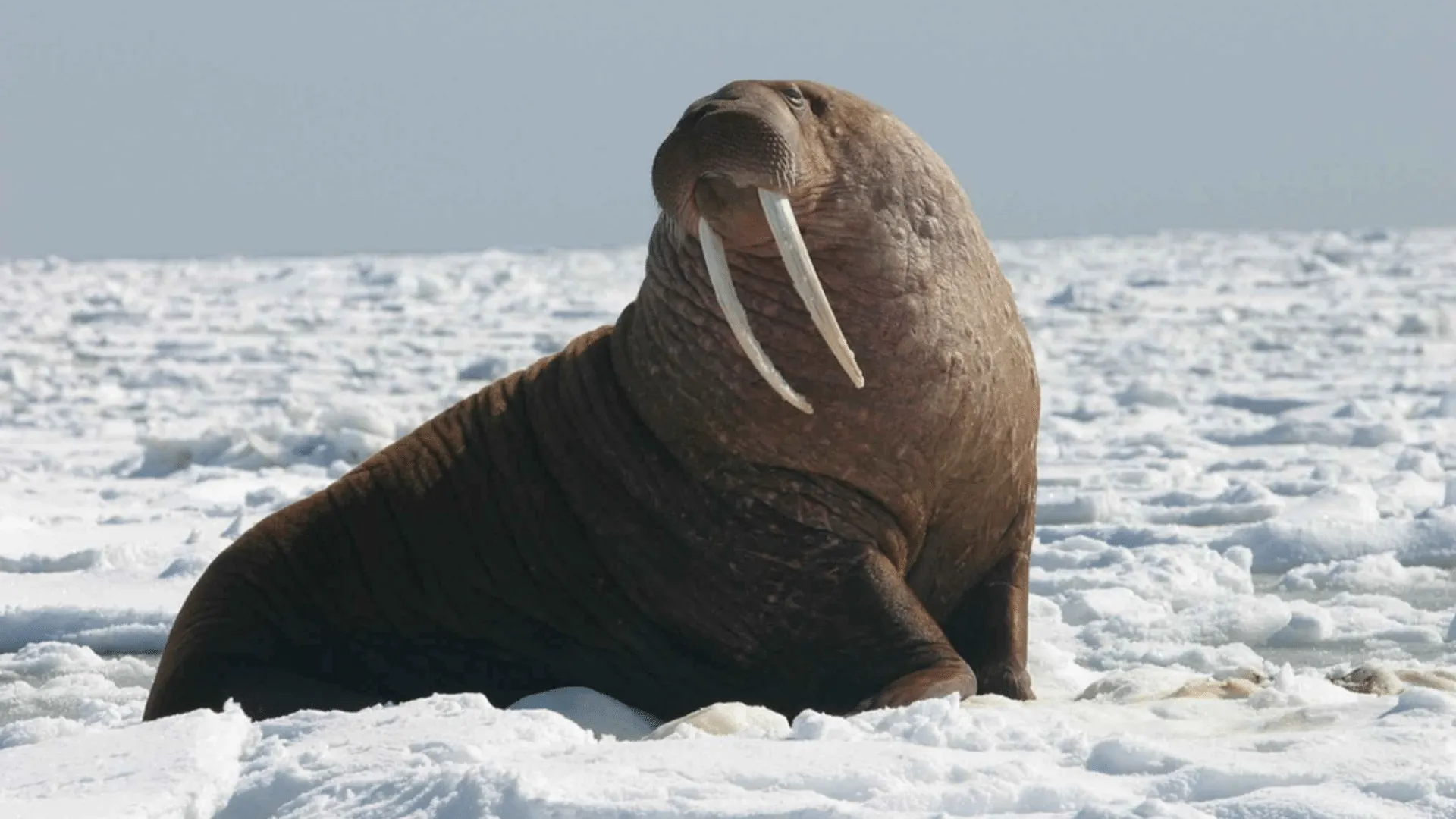 Walrus Sounds | Indus Appstore | Screenshot