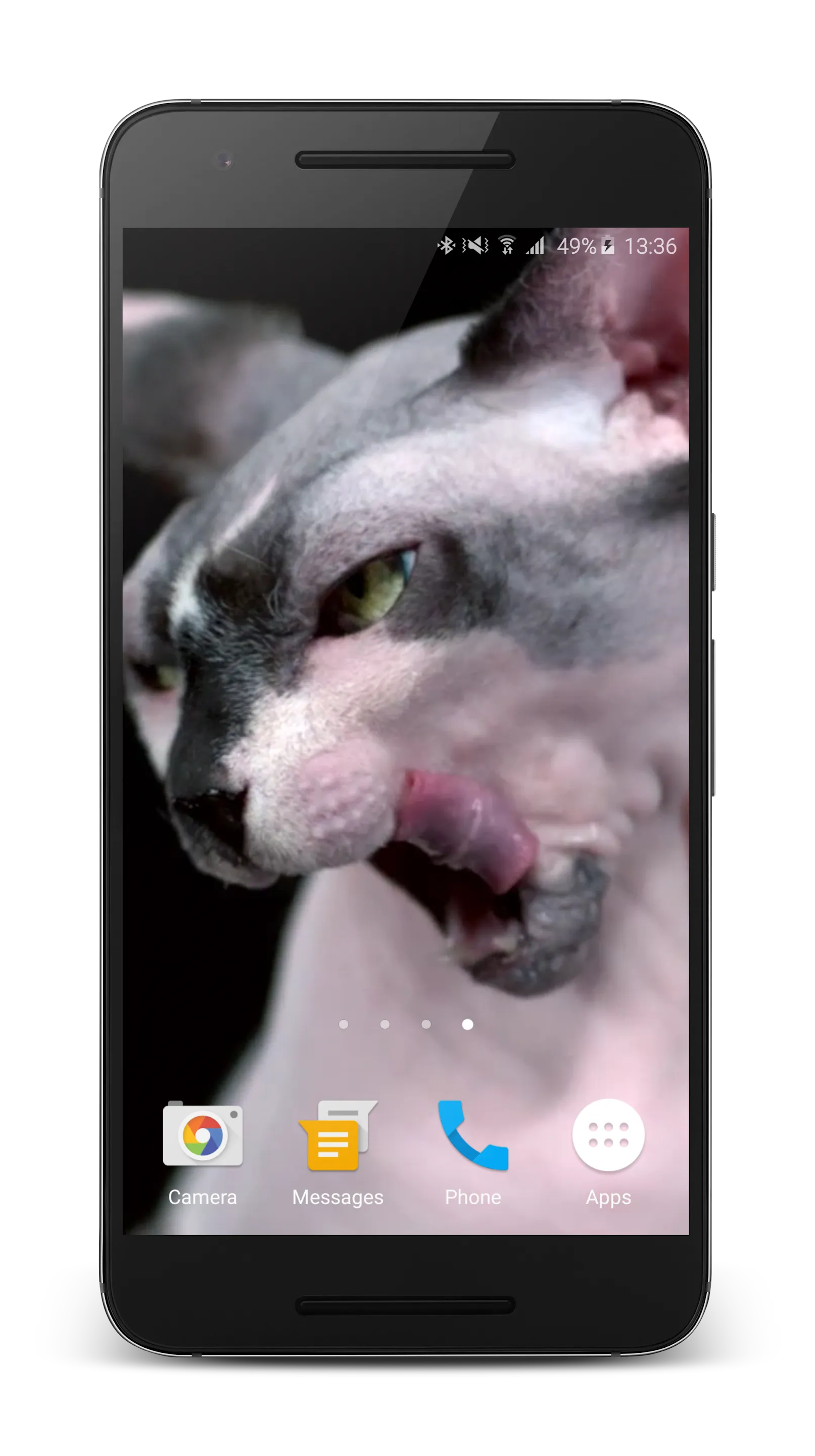 Sphynx Cat Live Wallpaper | Indus Appstore | Screenshot