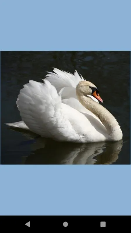 Swan water bird wallpaper | Indus Appstore | Screenshot