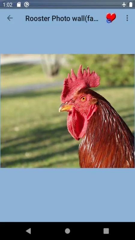 Rooster Photo wall | Indus Appstore | Screenshot