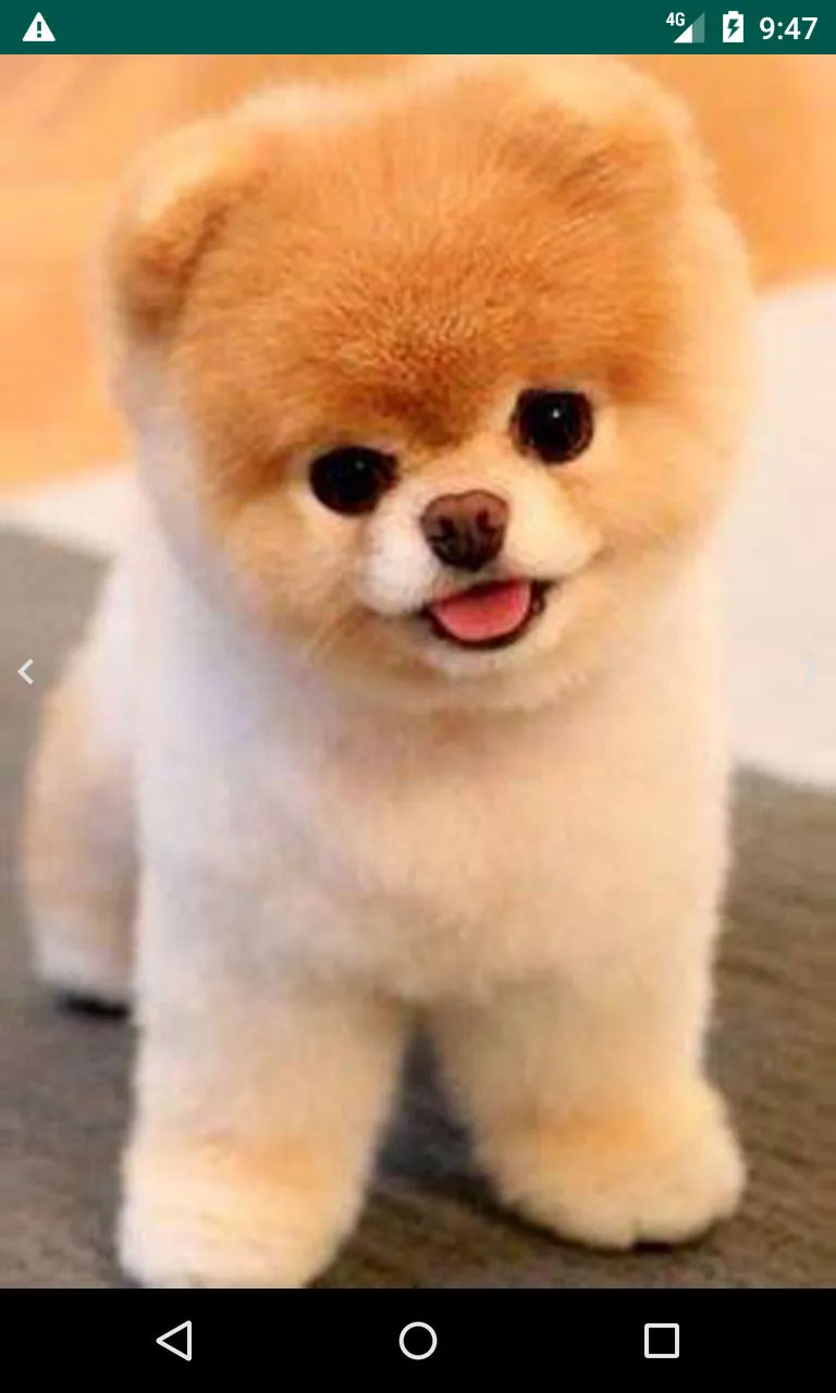 Cute Puppy | Indus Appstore | Screenshot