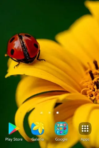 Ladybug Wallpapers | Indus Appstore | Screenshot