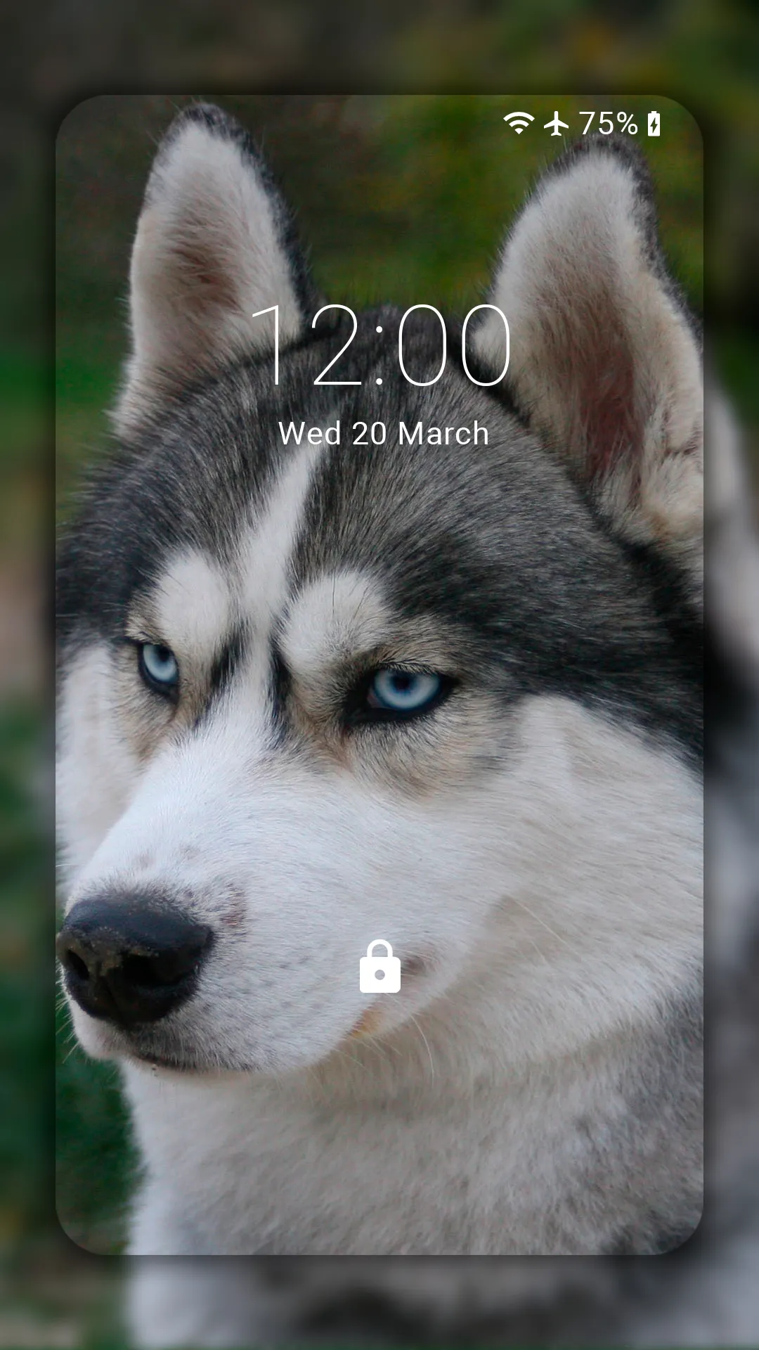 Husky dog Wallpaper HD Themes | Indus Appstore | Screenshot