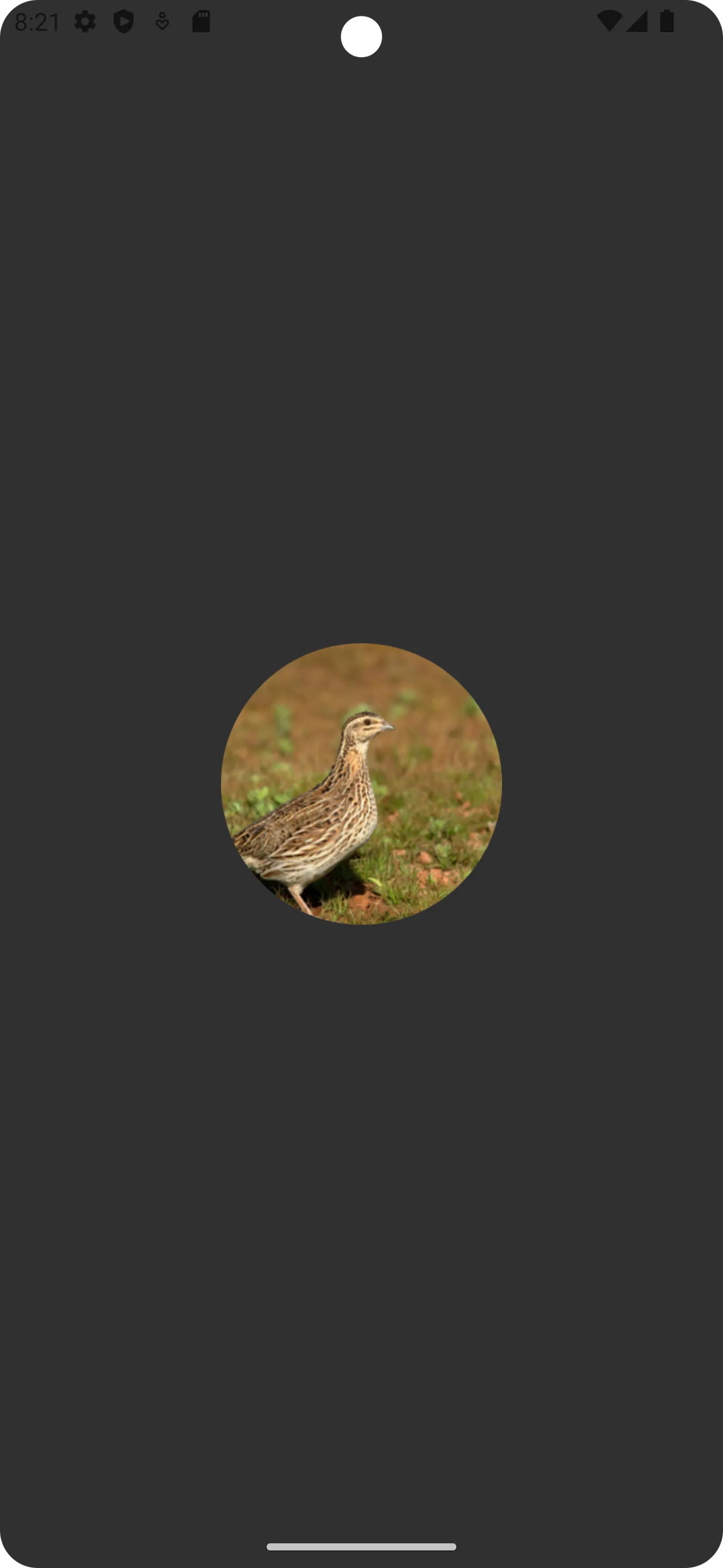 Rain quail bird Sounds | Indus Appstore | Screenshot