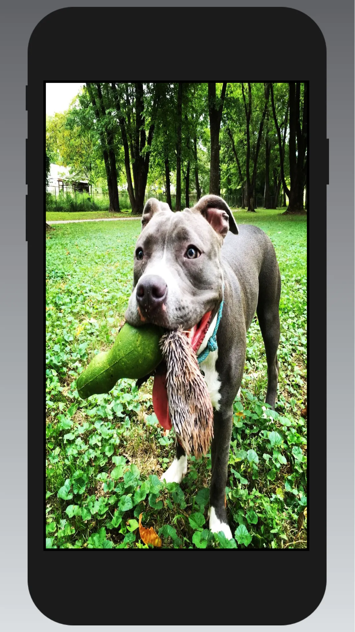 Pitbull Wallpapers | Indus Appstore | Screenshot