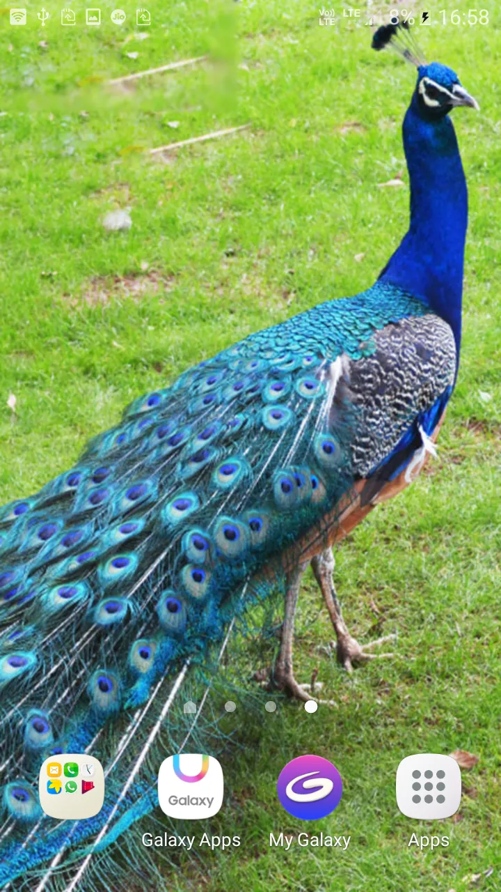 Peacock Live Wallpaper | Indus Appstore | Screenshot