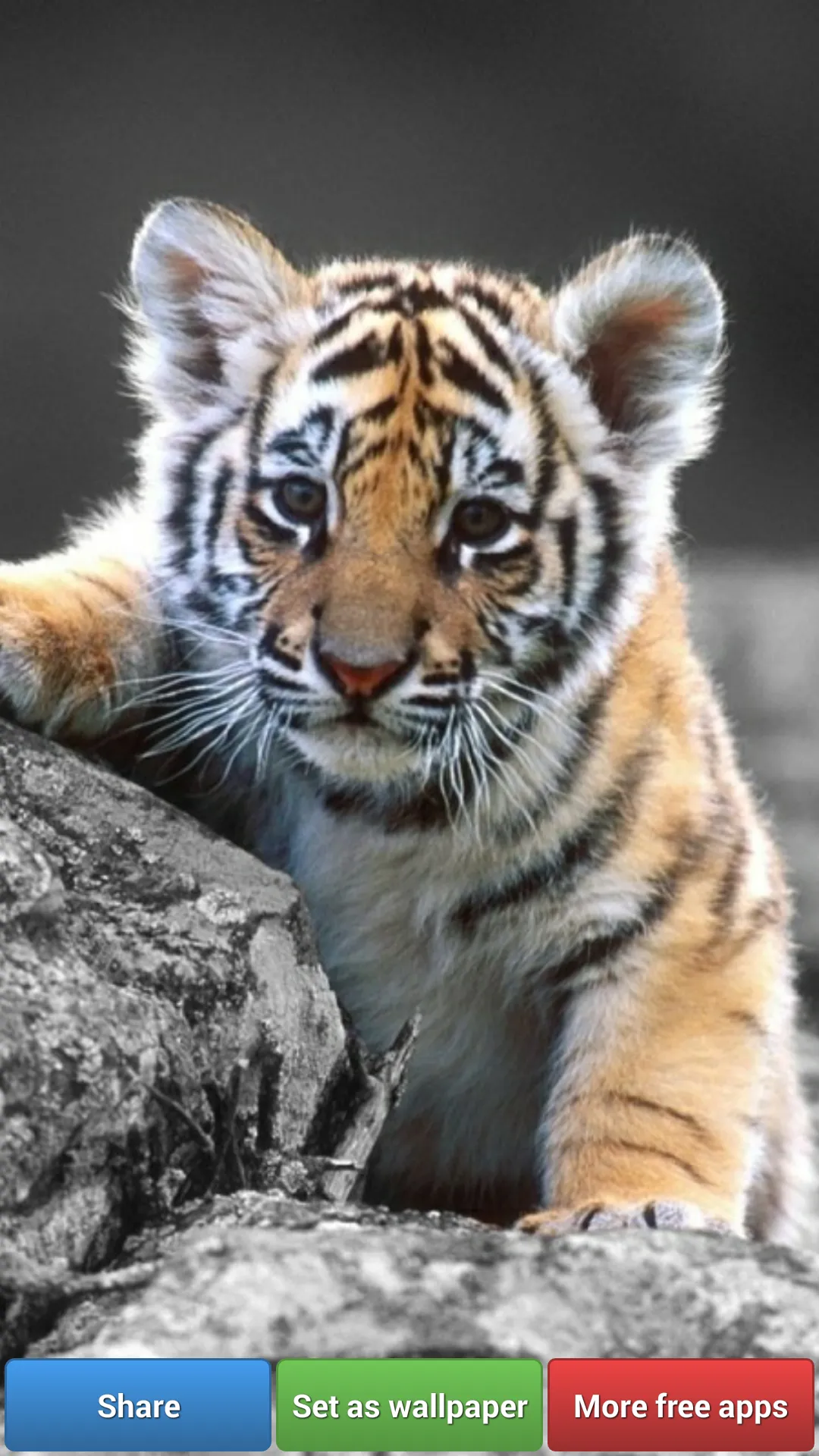 Big Cats HD Wallpapers | Indus Appstore | Screenshot