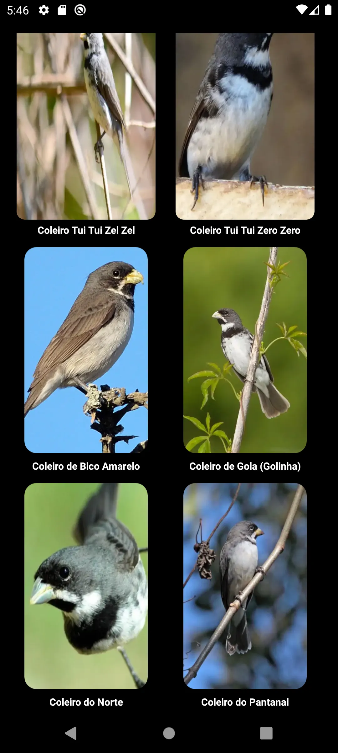 Cantos de Coleiro | Indus Appstore | Screenshot