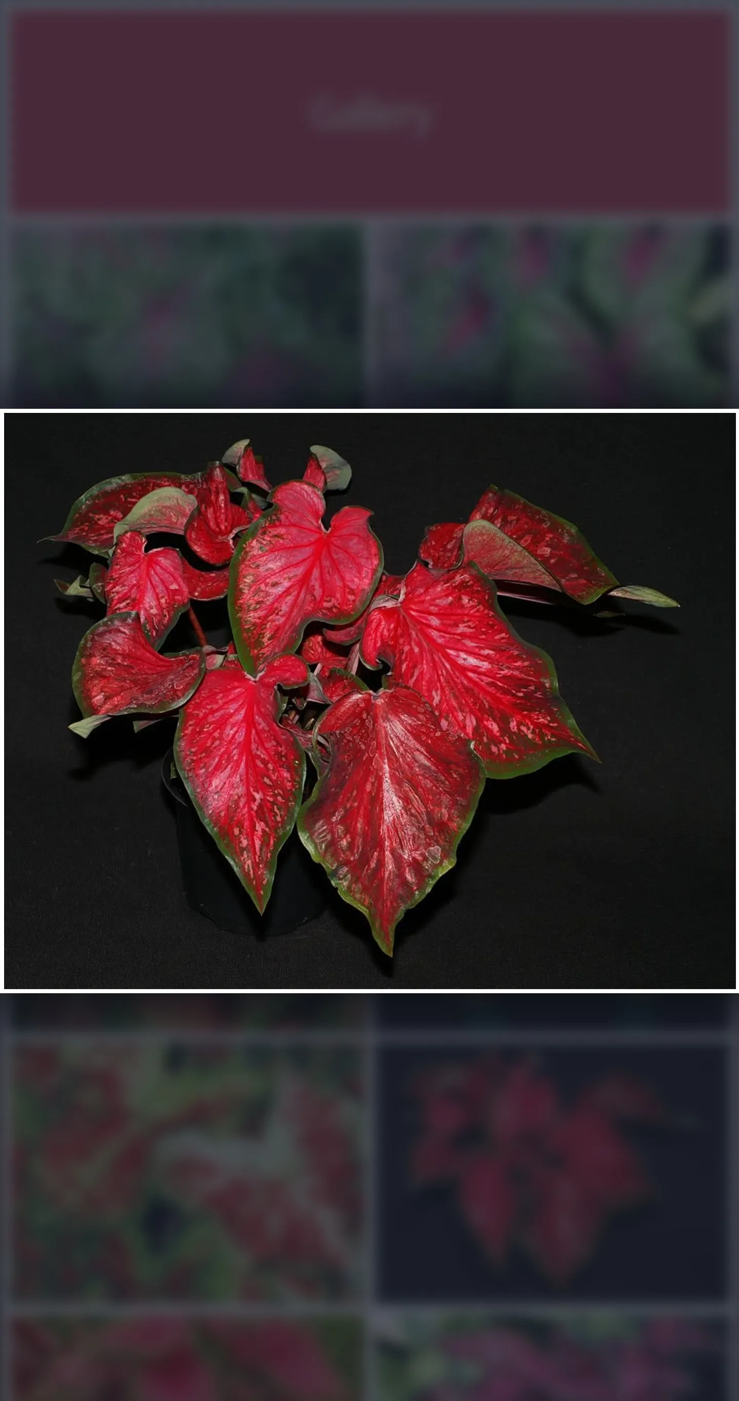 Caladium Ornamental Plant Guid | Indus Appstore | Screenshot