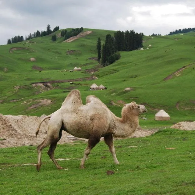 Camels Jigsaw Puzzles | Indus Appstore | Screenshot