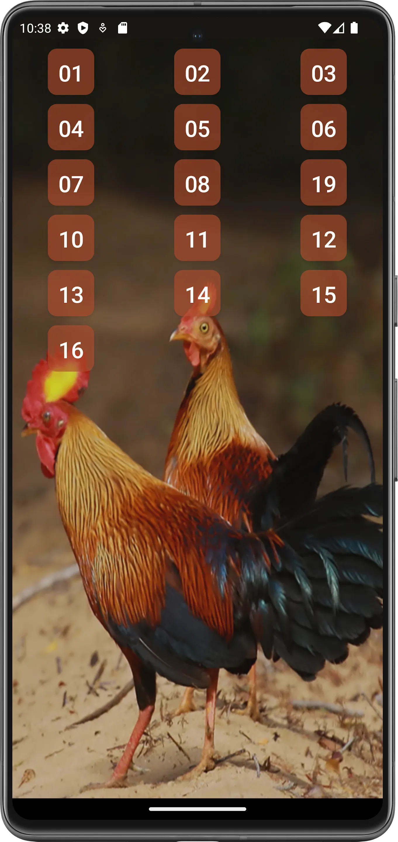 Red junglefowl | Indus Appstore | Screenshot