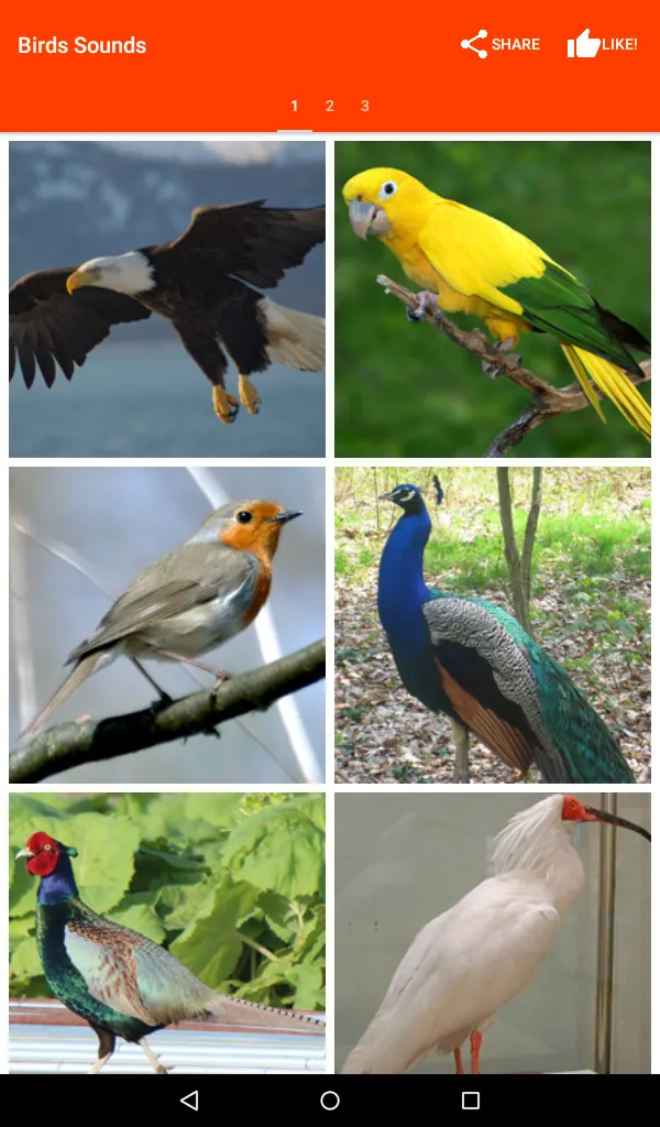 Birds Sounds for Bird | Indus Appstore | Screenshot