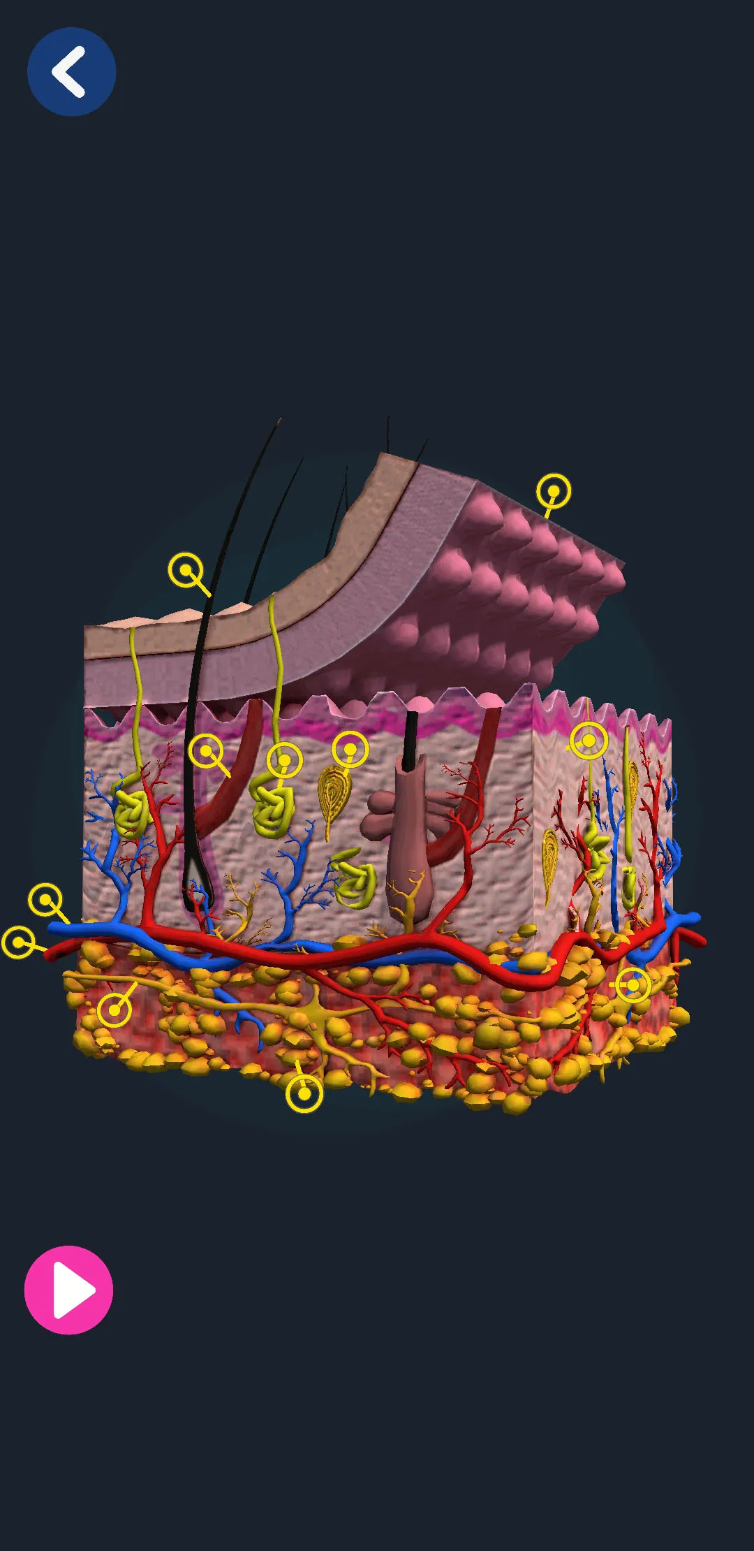 Human Anatomy 3D | Indus Appstore | Screenshot