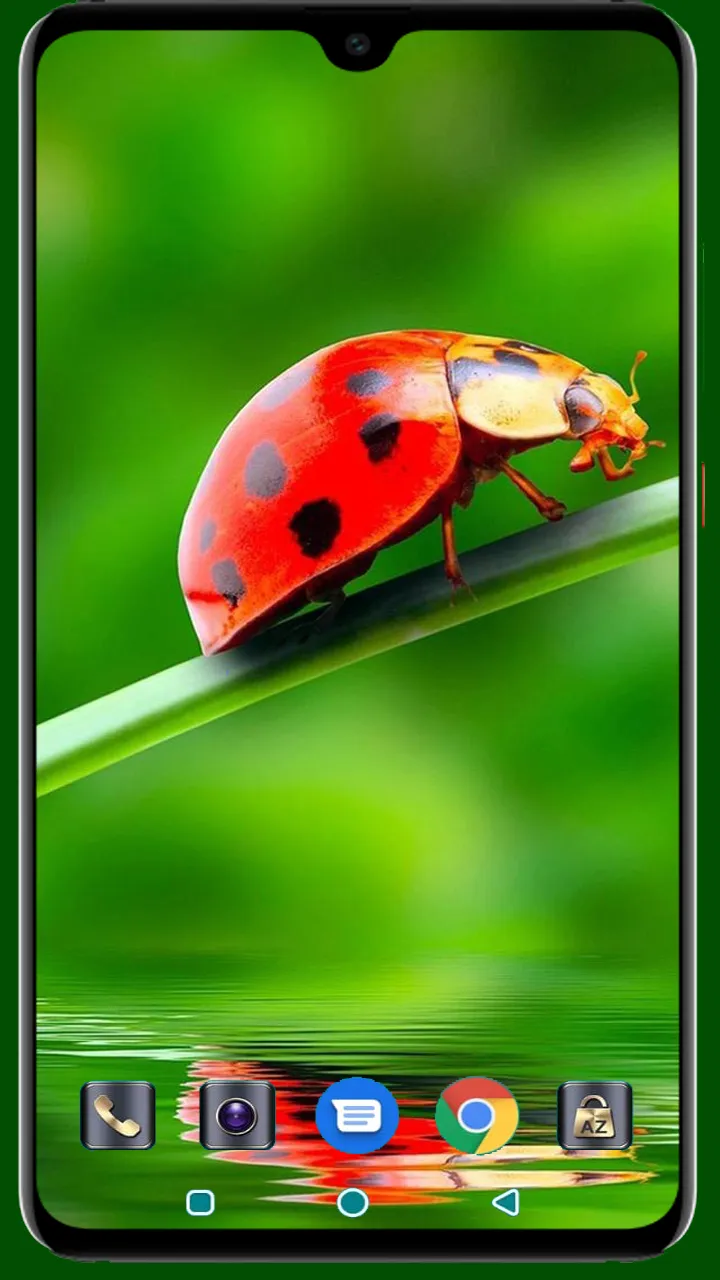 Lady Bug Wallpaper | Indus Appstore | Screenshot