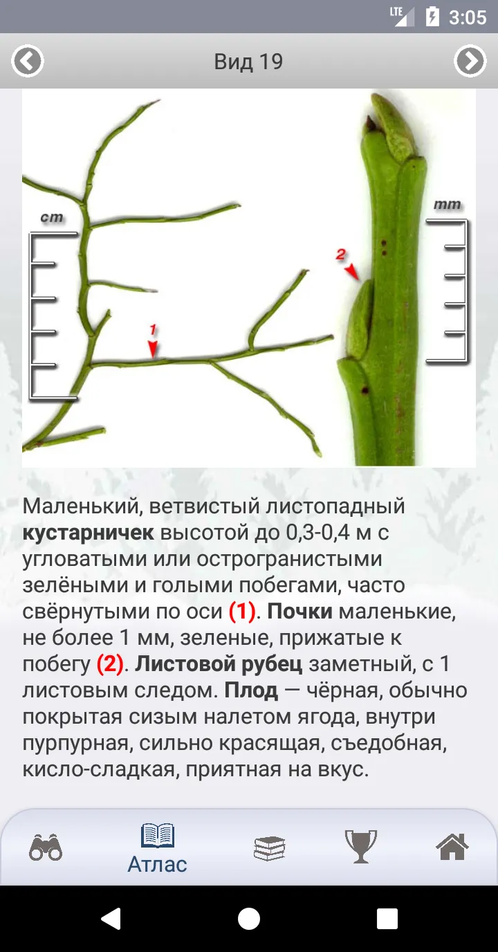 EcoGuide: Trees in Winter | Indus Appstore | Screenshot