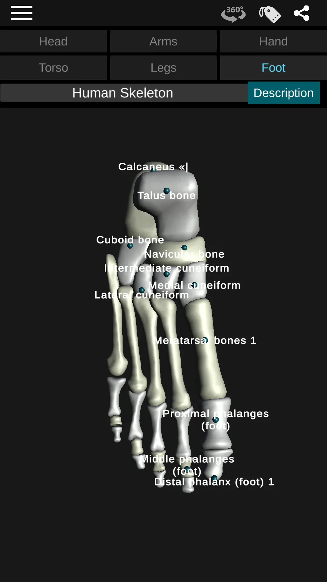 Osseous System in 3D (Anatomy) | Indus Appstore | Screenshot