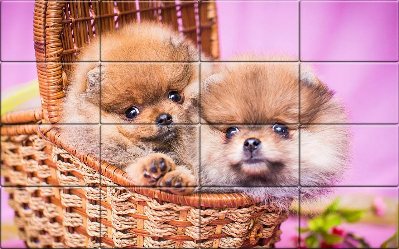 Tile Puzzle Pomeranian Dogs | Indus Appstore | Screenshot