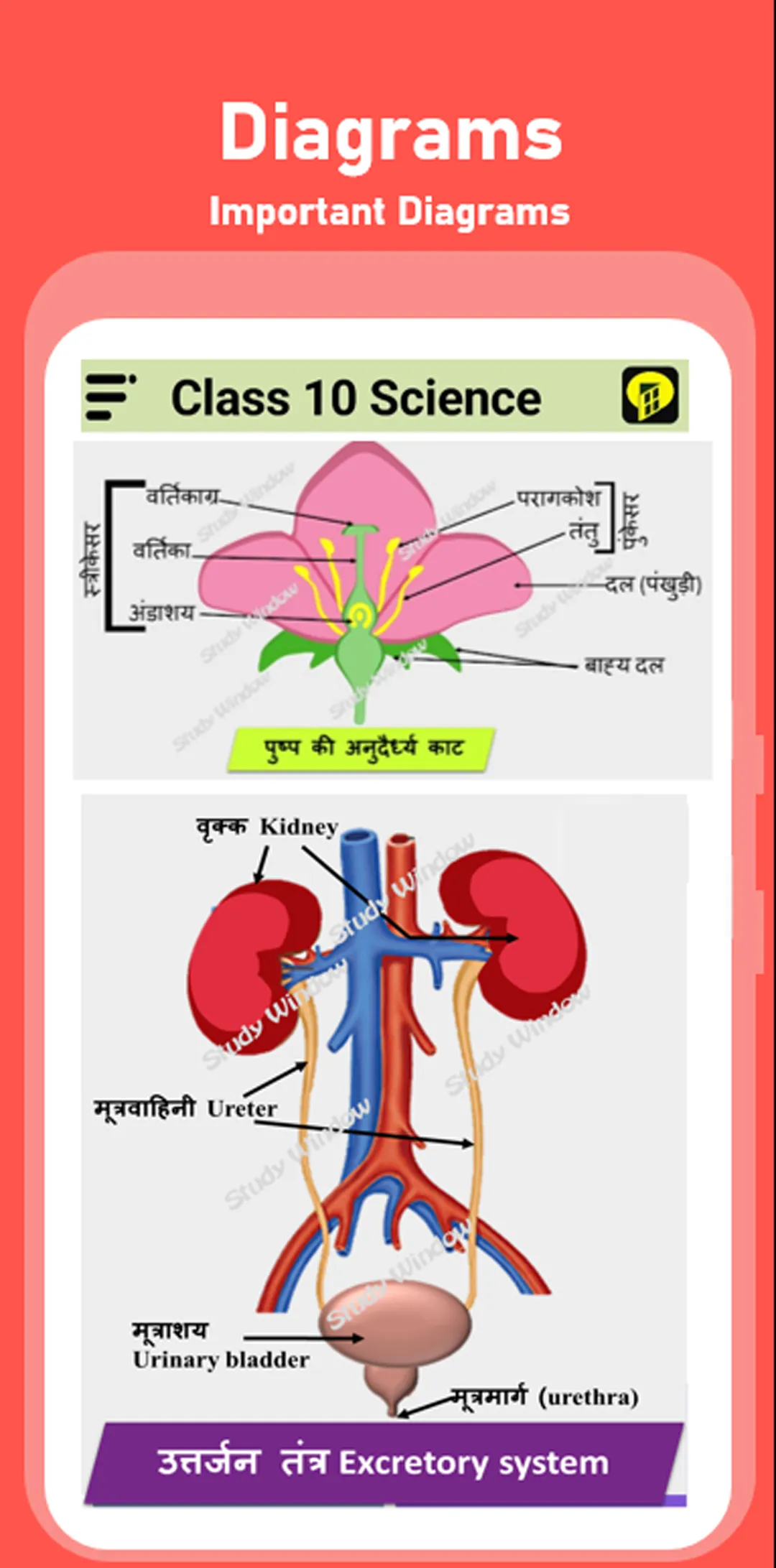 Study window Class 10 Solution | Indus Appstore | Screenshot