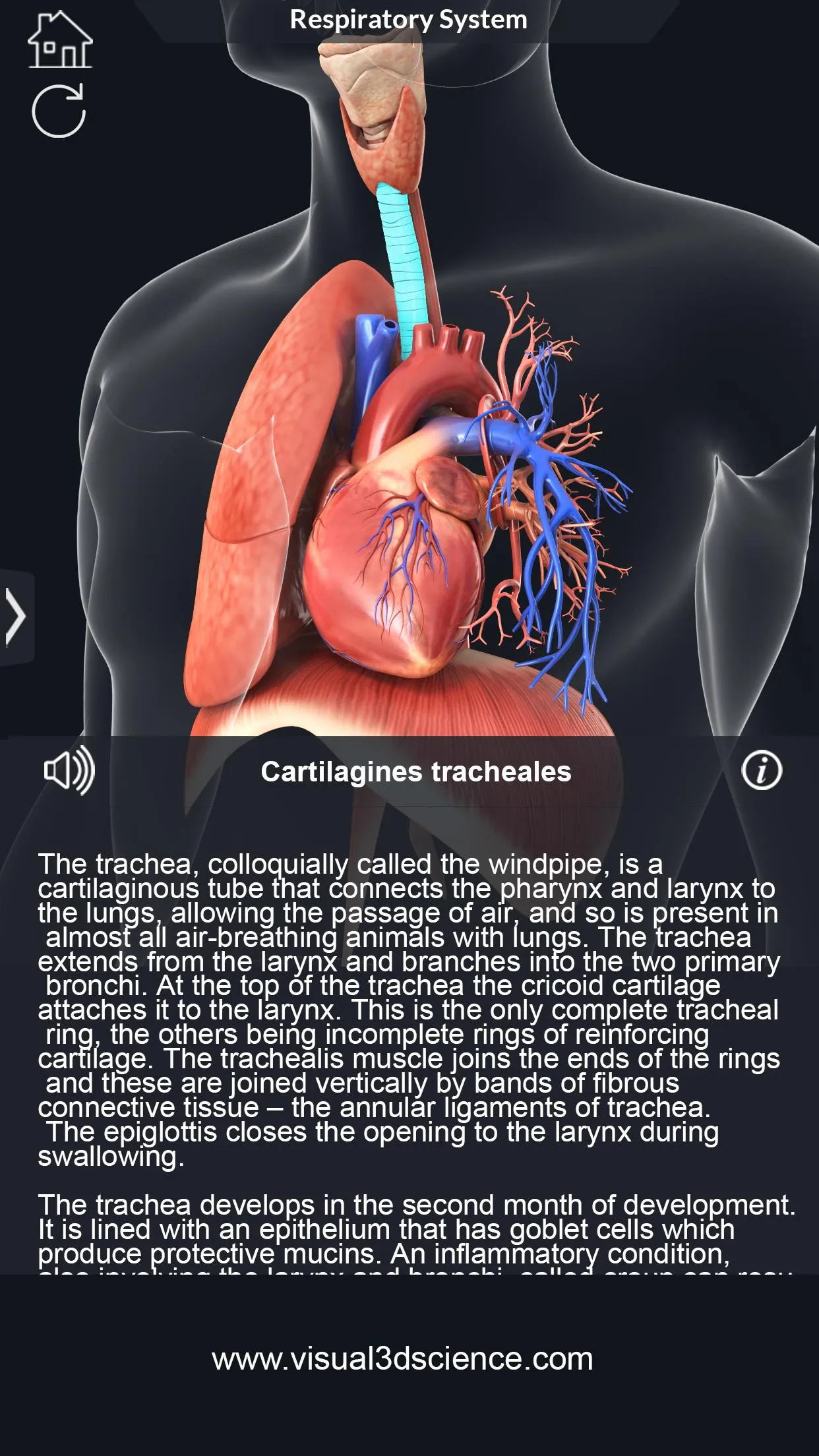 Respiratory System Anatomy | Indus Appstore | Screenshot