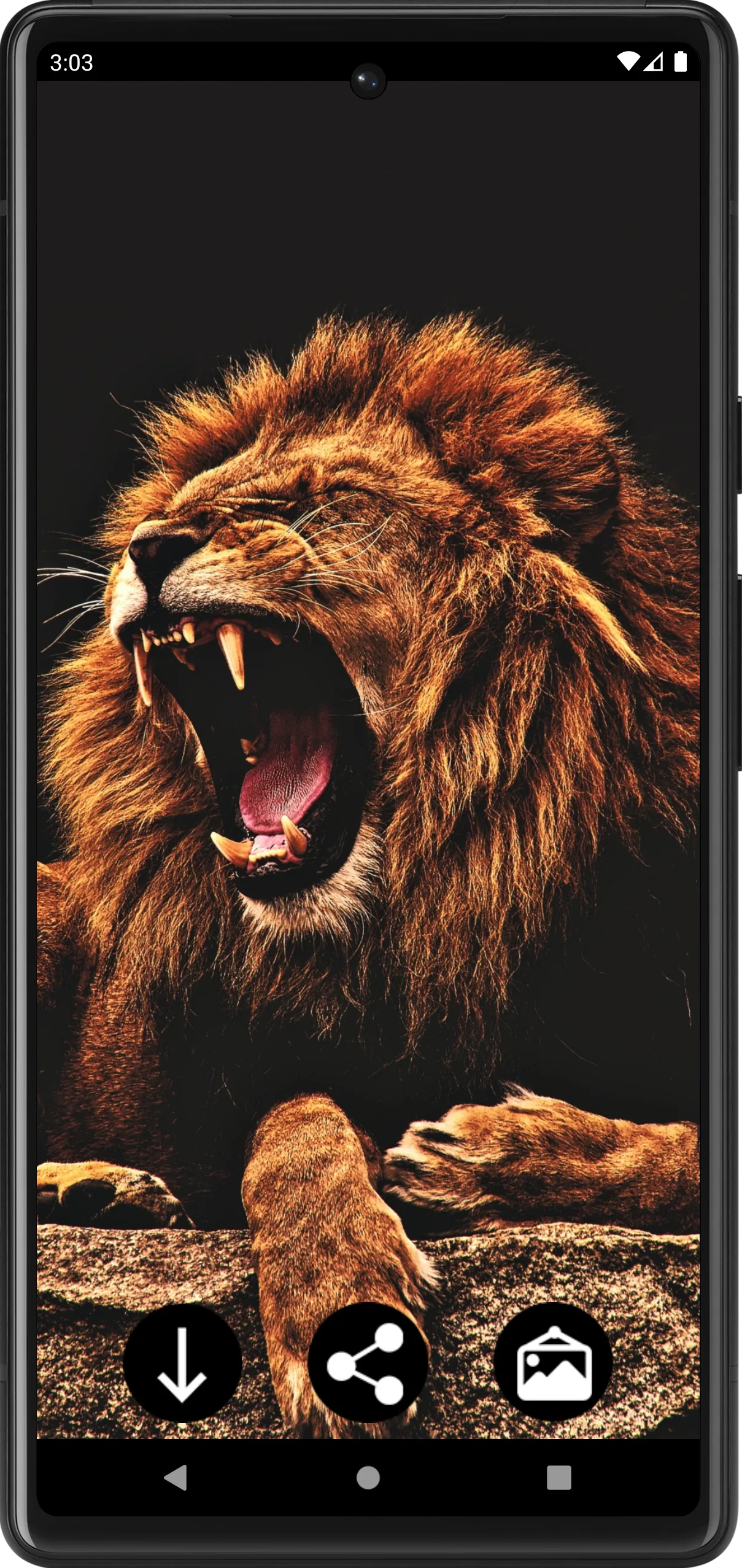 Lion Wallpapers | Indus Appstore | Screenshot