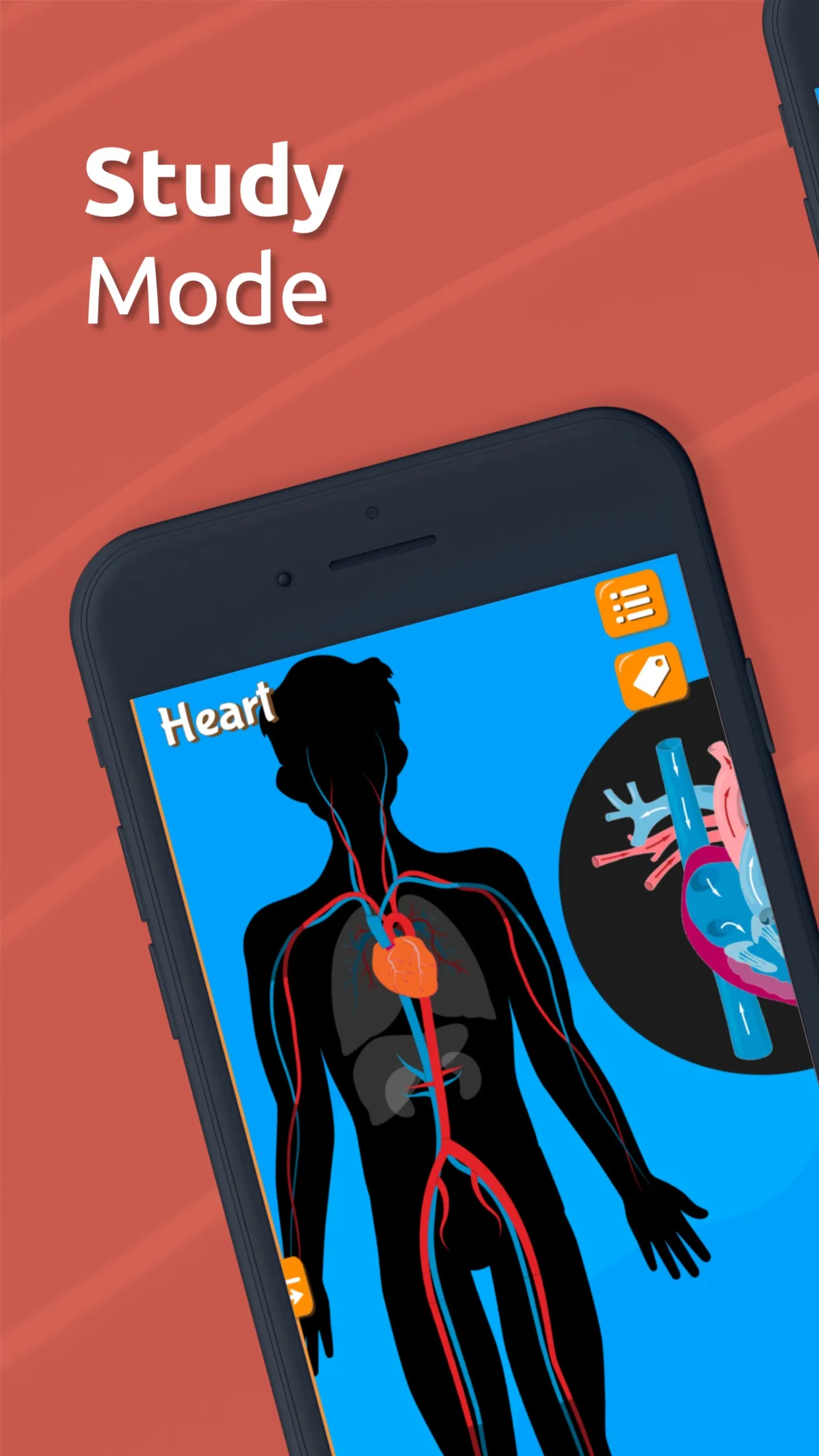 Human Anatomy - Body parts | Indus Appstore | Screenshot