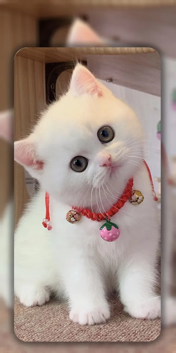 Cute Cat Wallpaper Live HD 4K | Indus Appstore | Screenshot