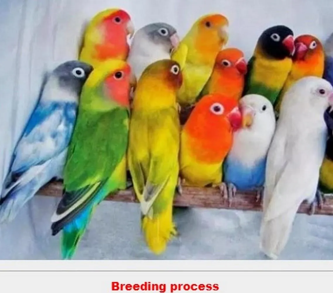 cultivating lovebird | Indus Appstore | Screenshot