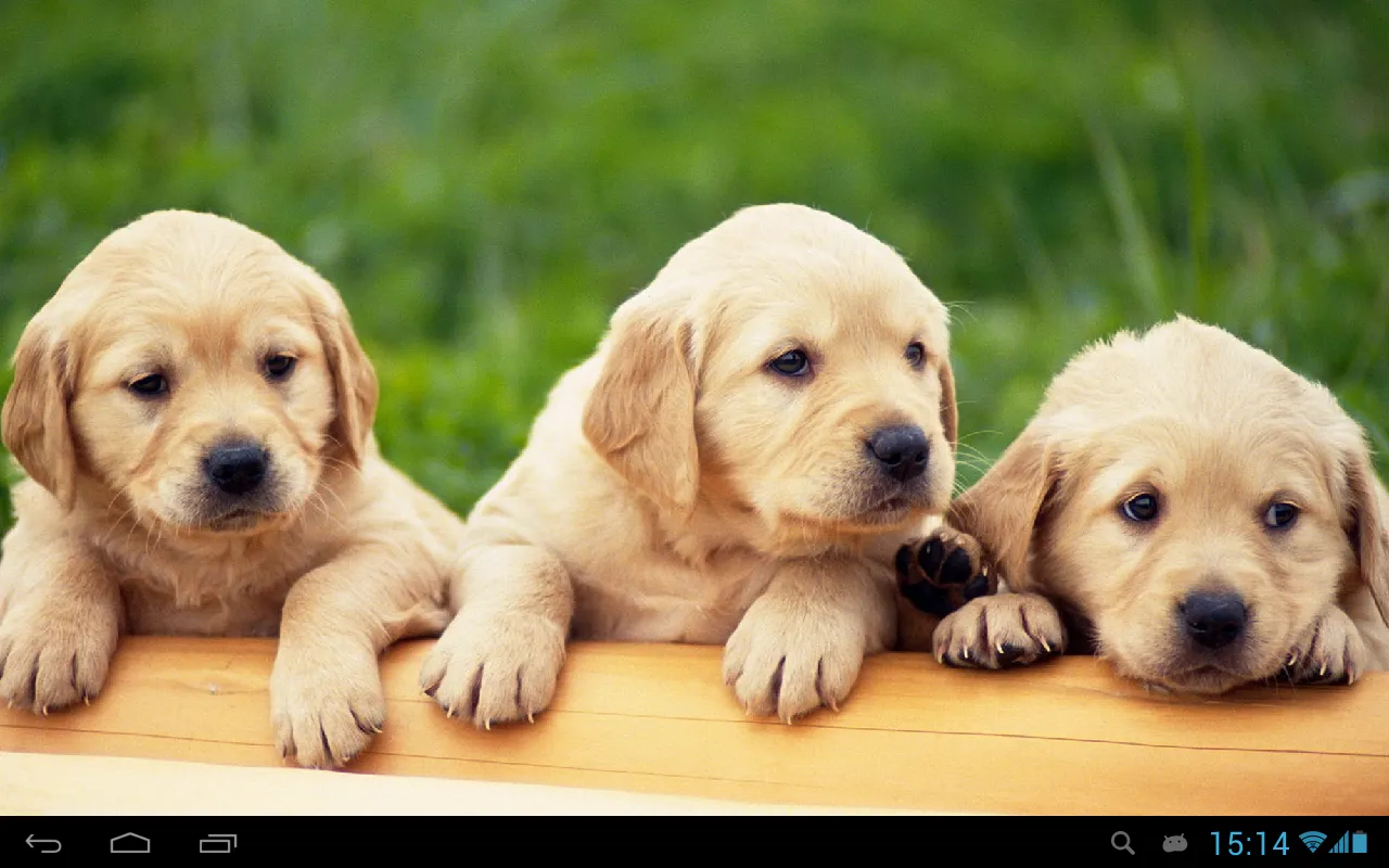 Puppies dogs live wallpaper | Indus Appstore | Screenshot