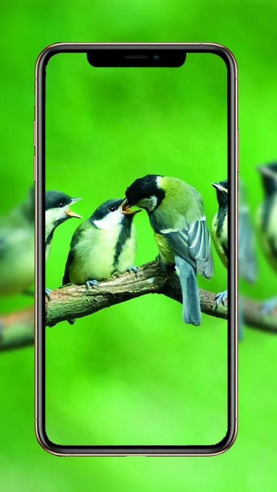 Birds Wallpaper | Indus Appstore | Screenshot