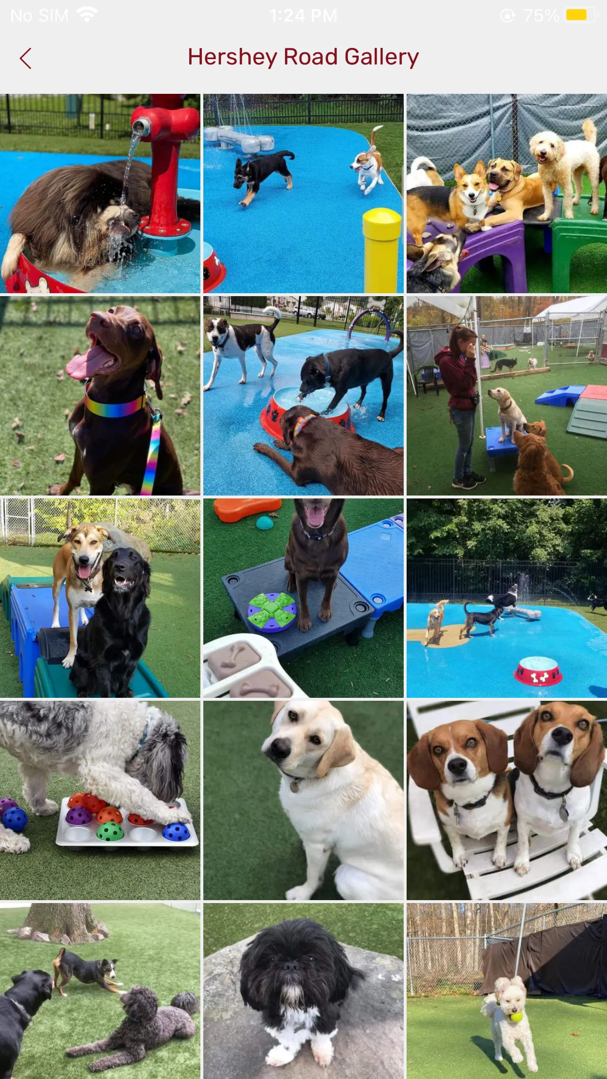 Playful Pups Retreat | Indus Appstore | Screenshot