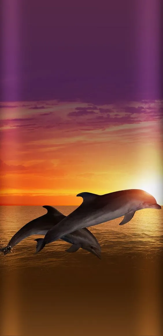 Dolphin Wallpapers | Indus Appstore | Screenshot