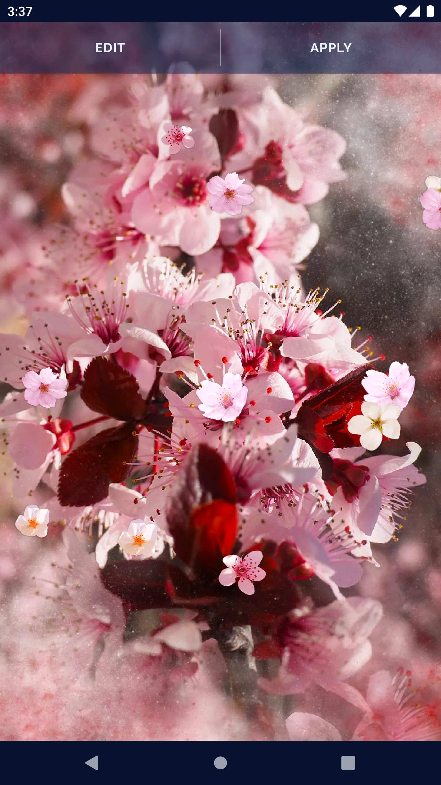 Sakura Flower Live Wallpaper | Indus Appstore | Screenshot