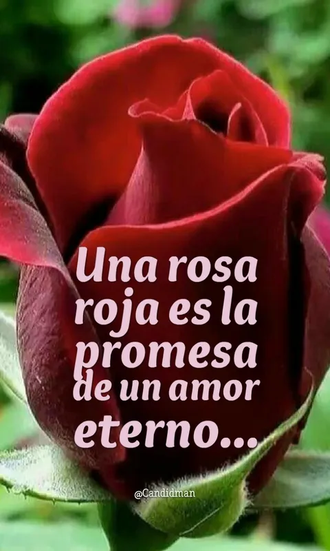 Rosas con Frases Bonitas | Indus Appstore | Screenshot