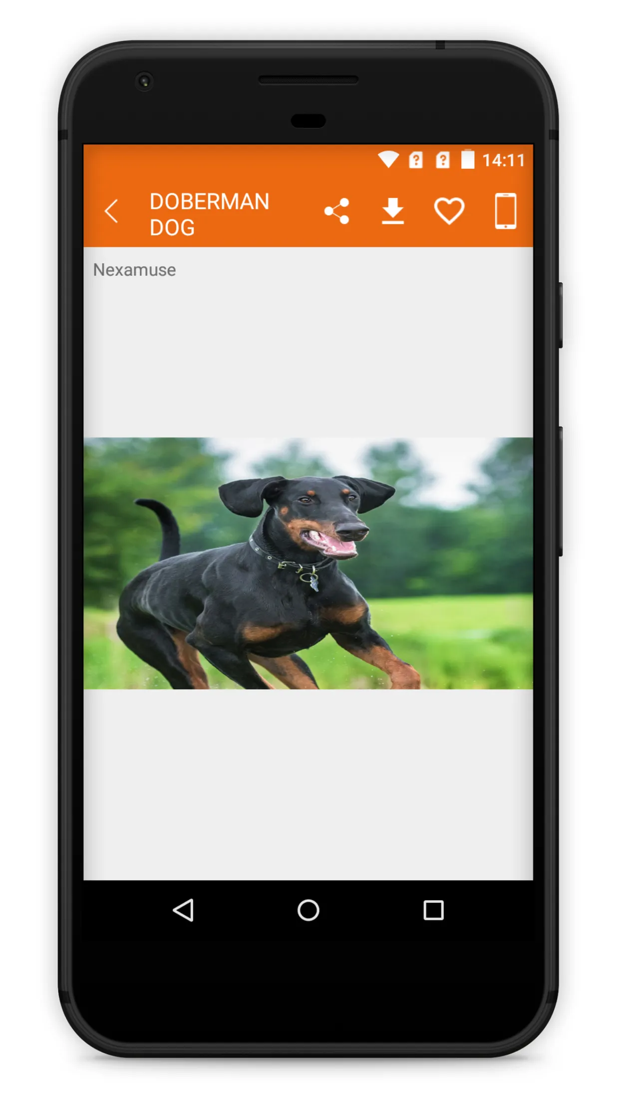 Doberman Dog Wallpaper HD | Indus Appstore | Screenshot