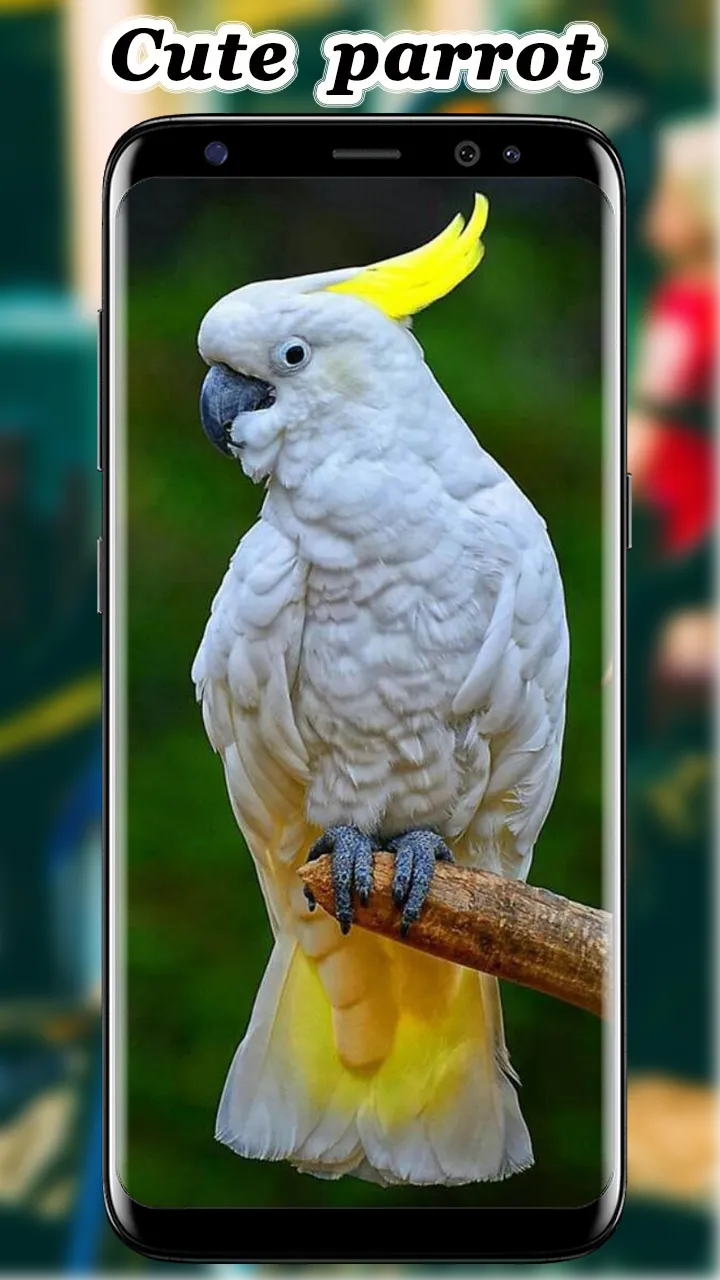 Cute Parrot Wallpaper | Indus Appstore | Screenshot